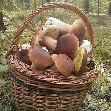 Daire Perla 22 Jezioro Pluszne *